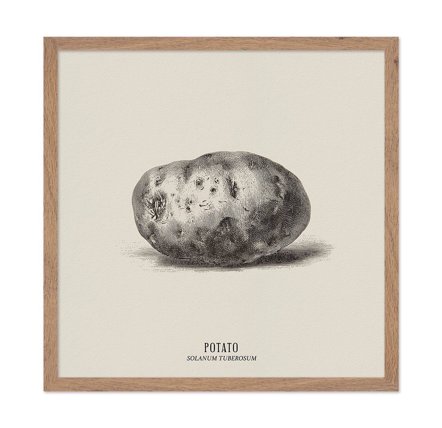 Vintage Potato Botanical