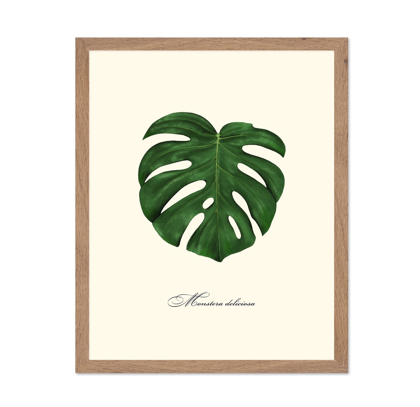 Monstera Leaf Study