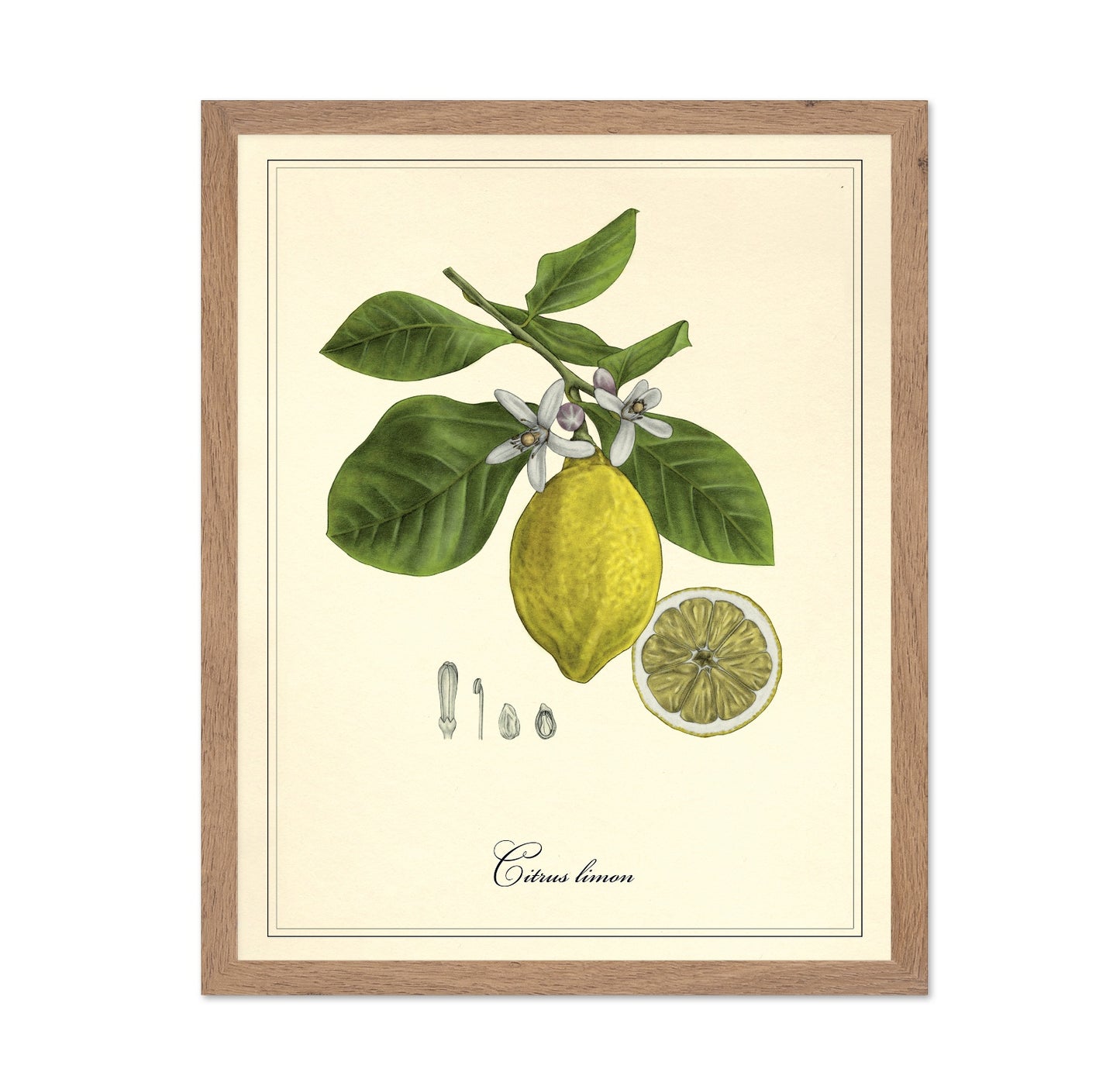 Vintage Lemon Study