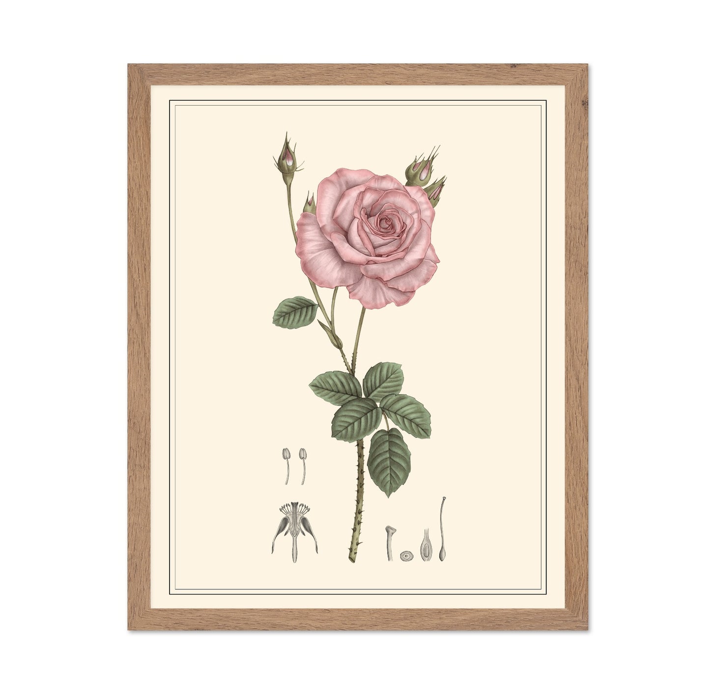 Pink Rose Botanical