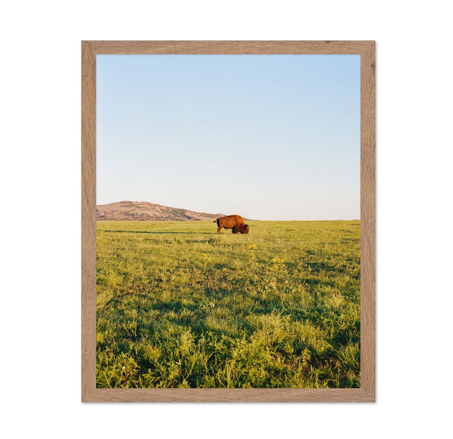 Lone Bison Prairie Landscape Photography