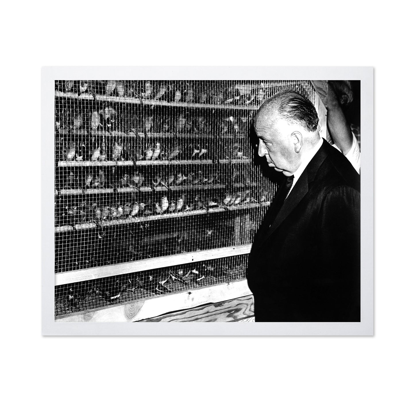 The Birds 1963 Alfred Hitchcock