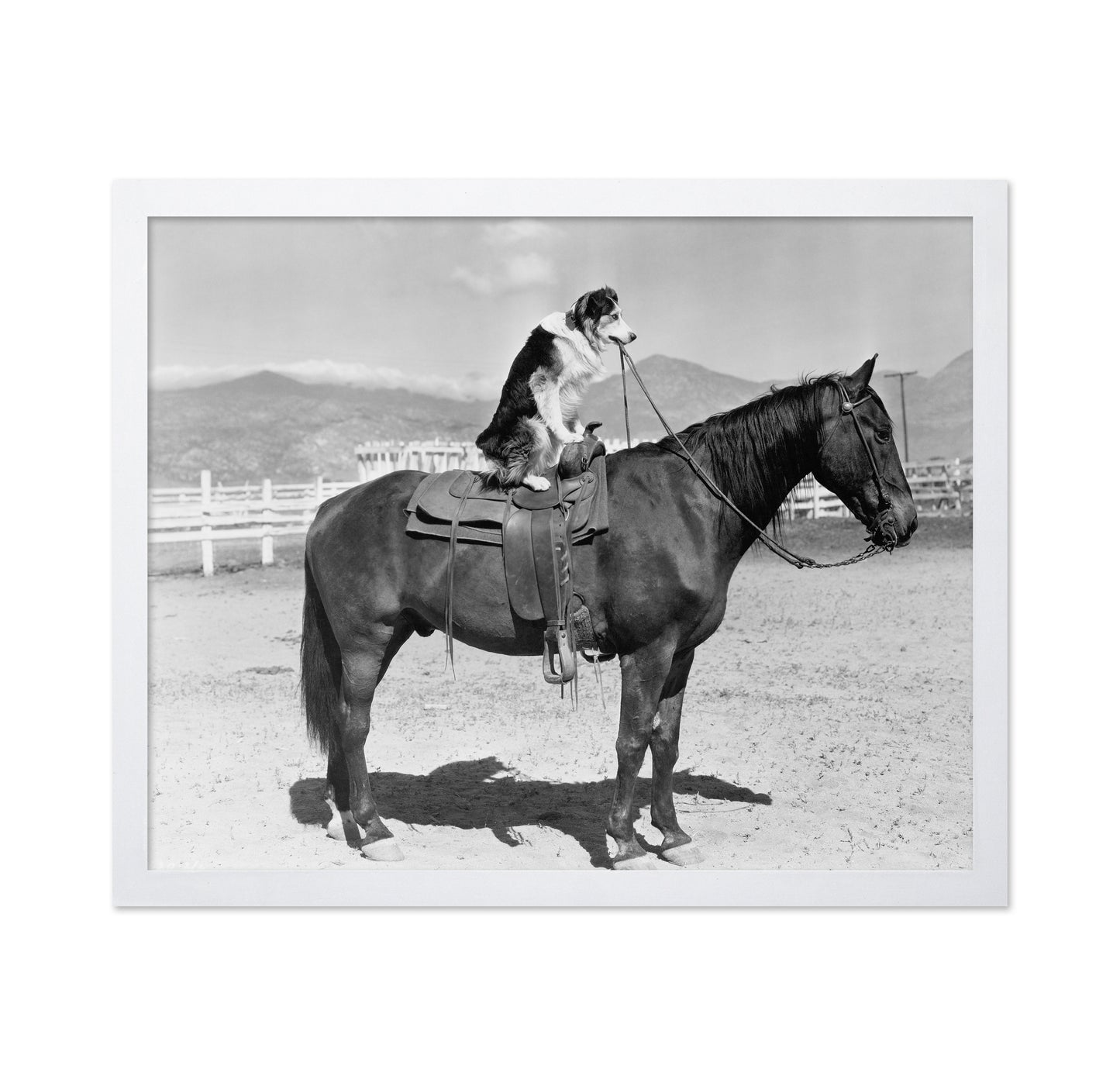 Saddle Up