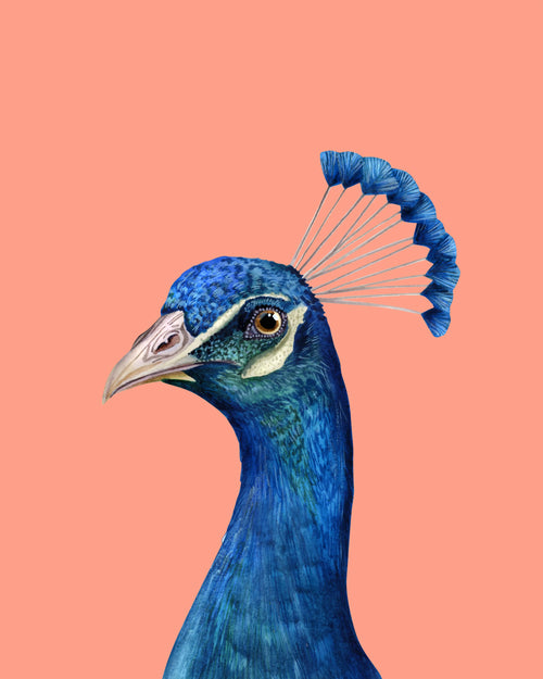 Animals