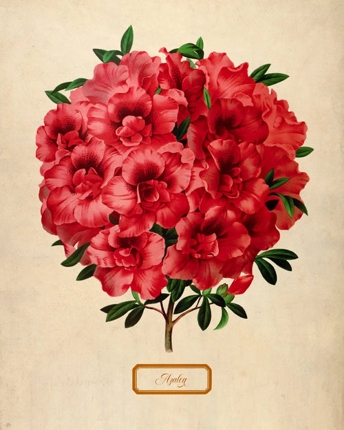 Botanical