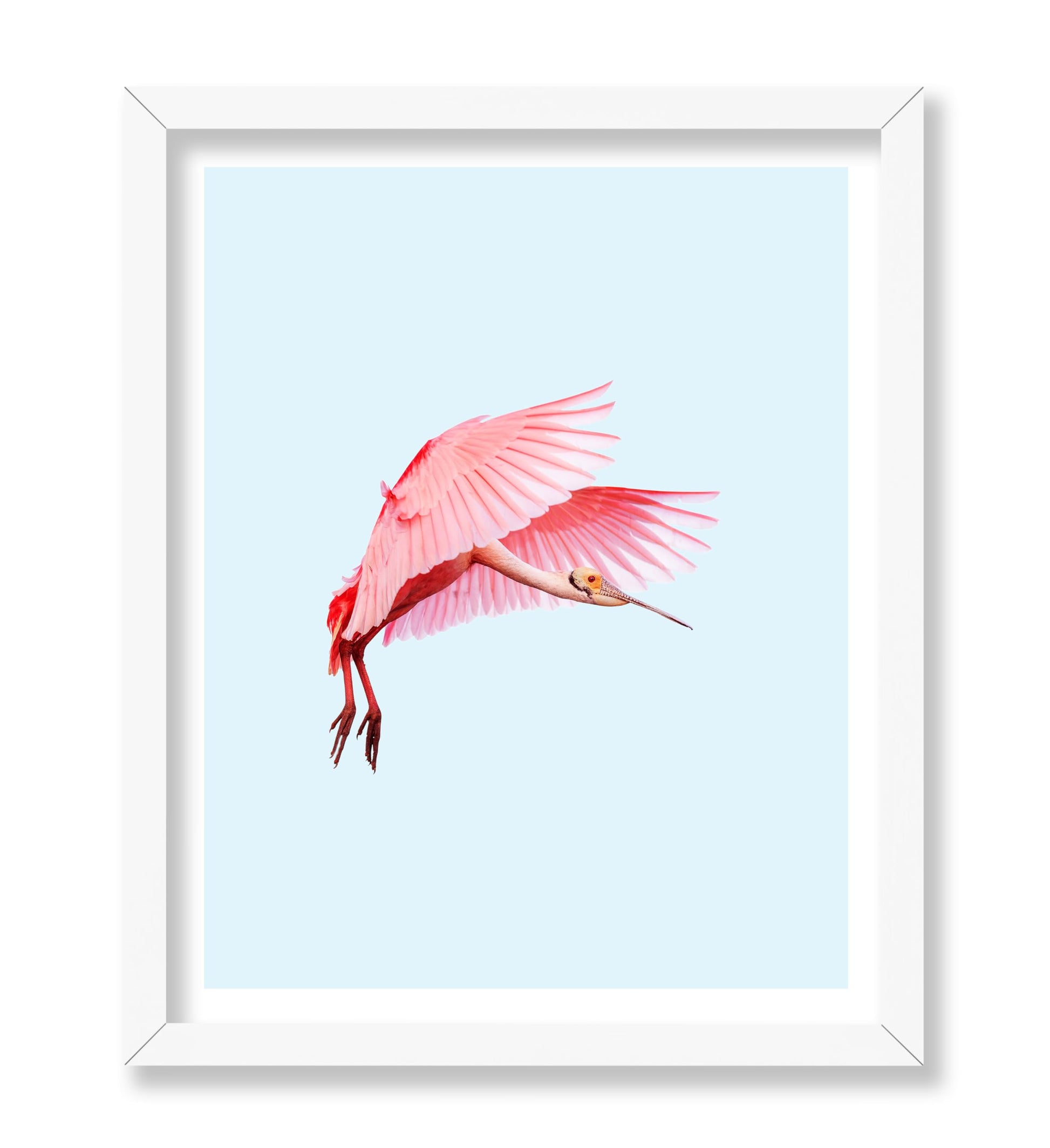 Pink Flamingo No2