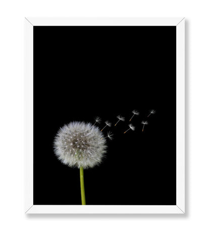 Dandelions Flower