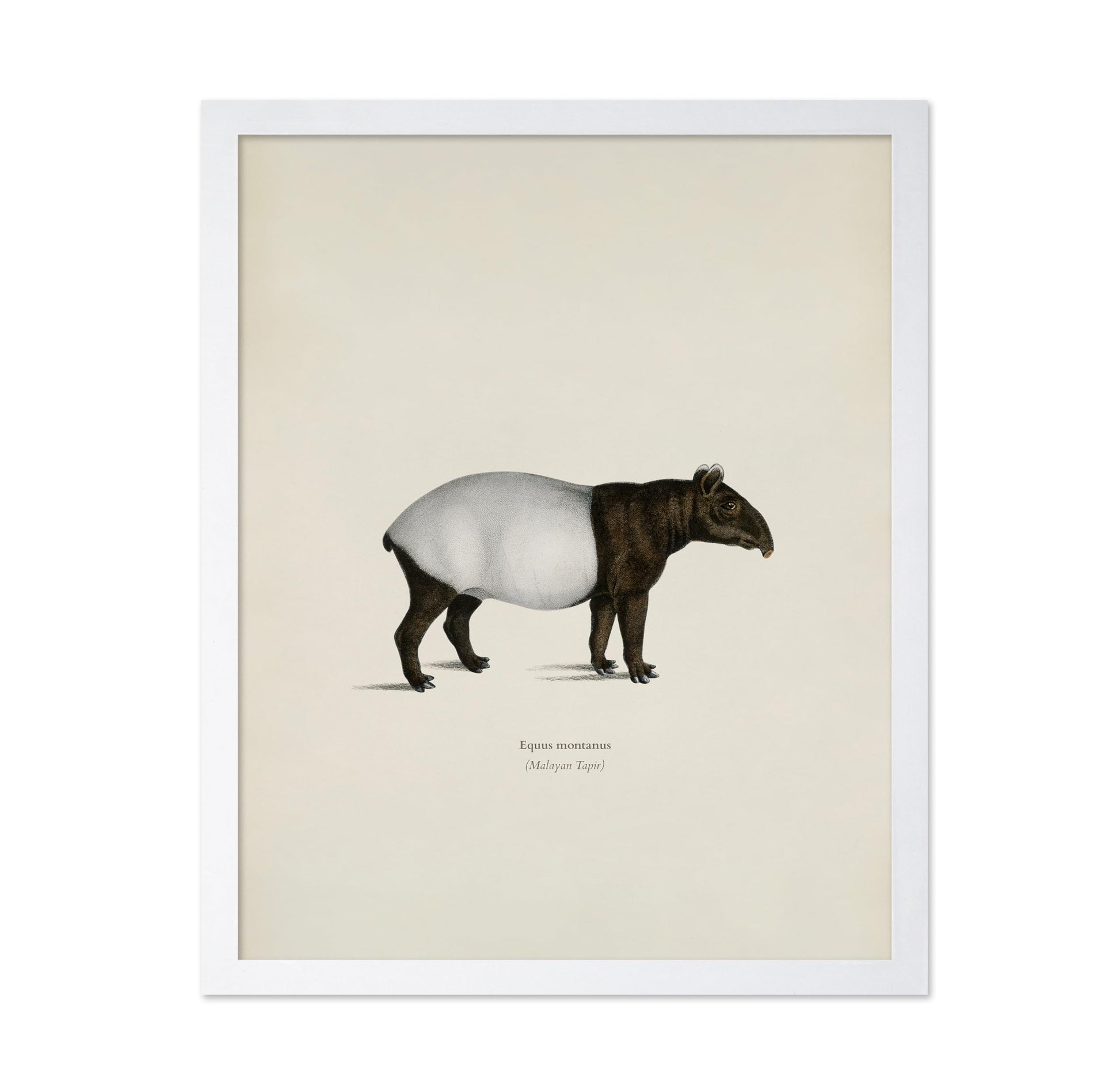 Malayan Tapir
