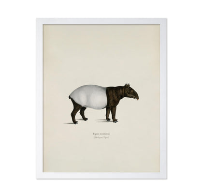 Malayan Tapir