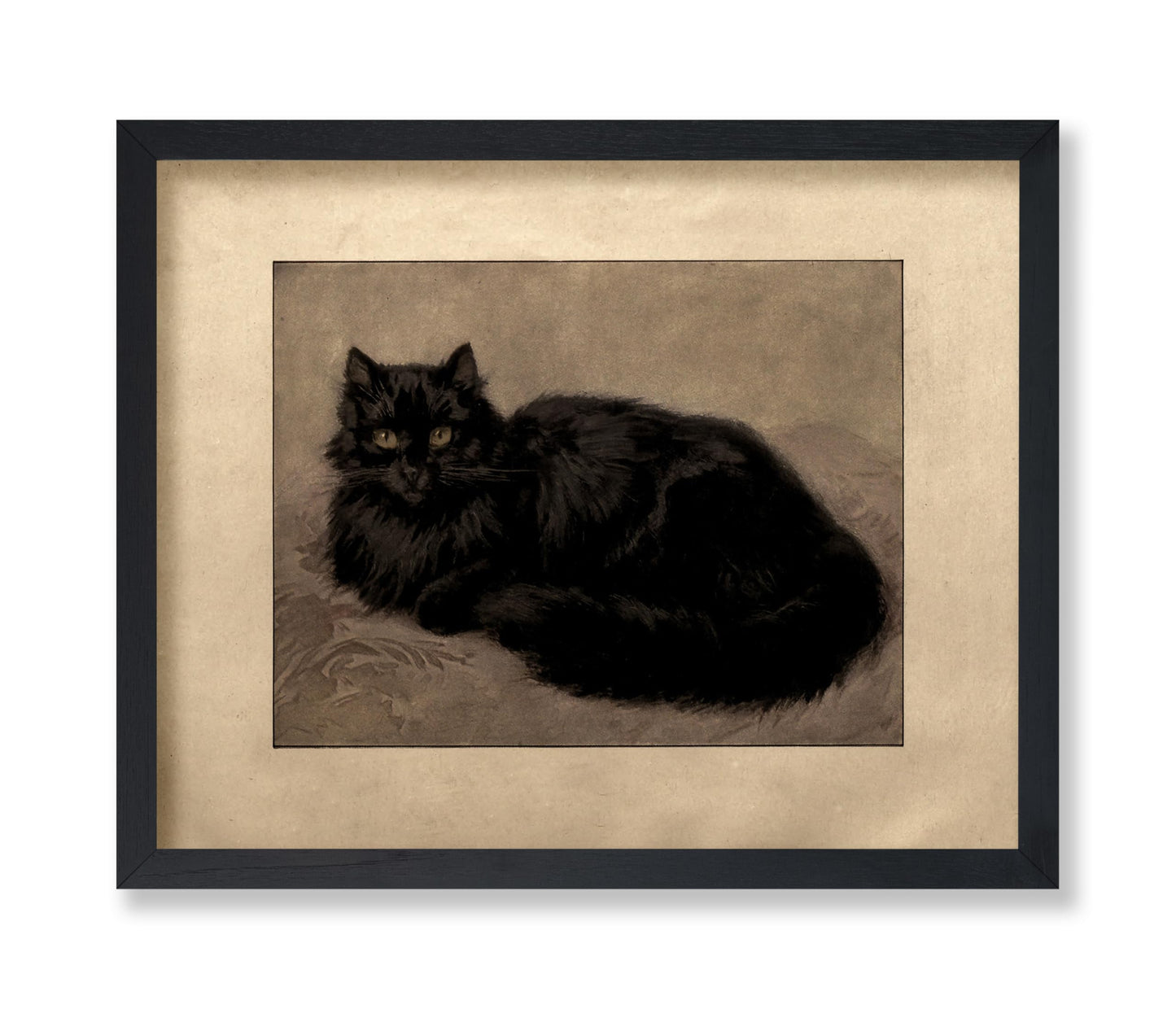 Black Persian Cat