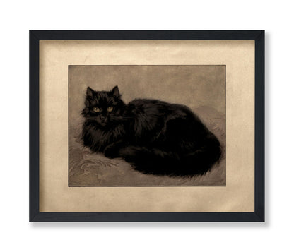 Black Persian Cat