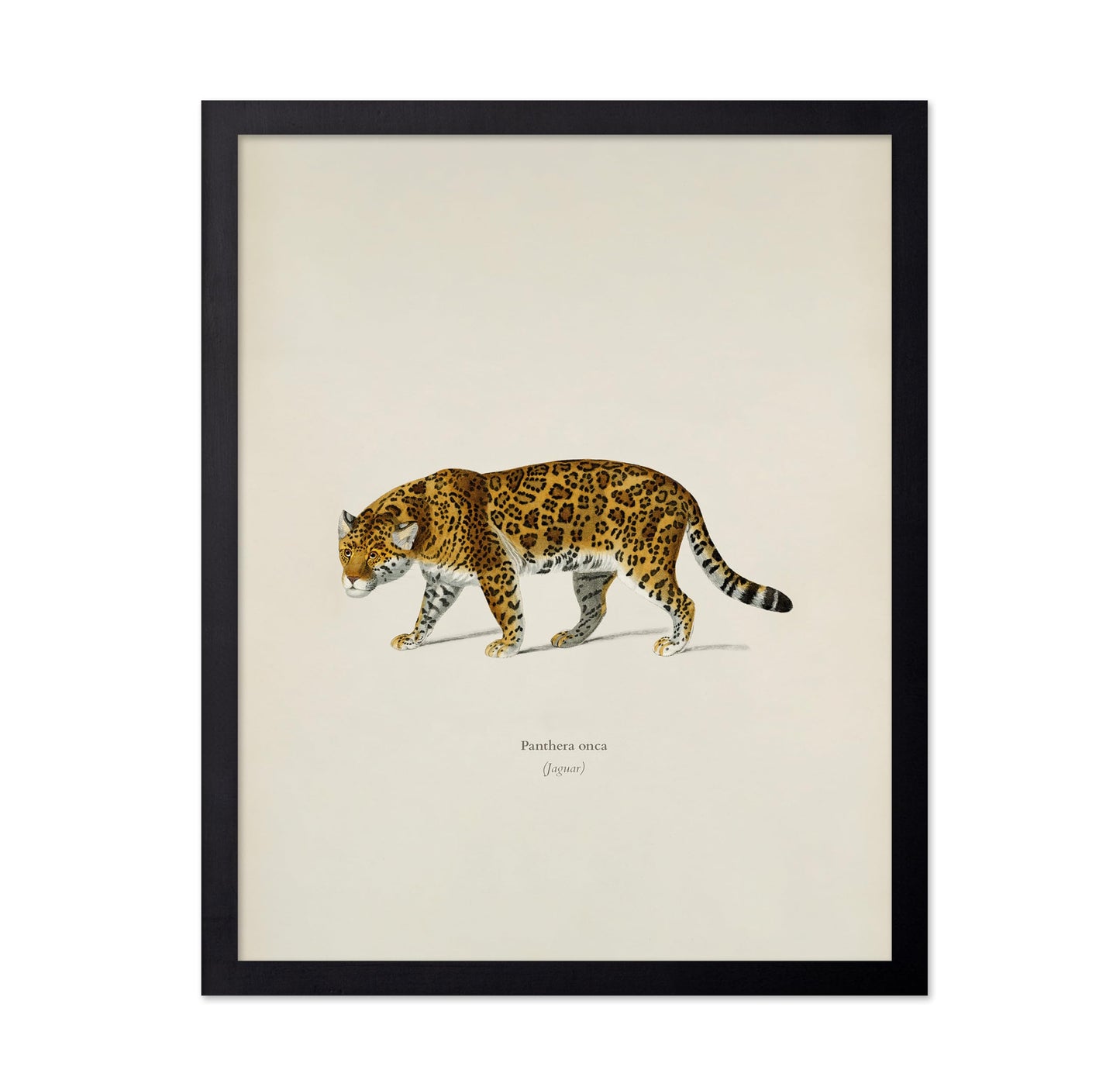 Panther Portrait
