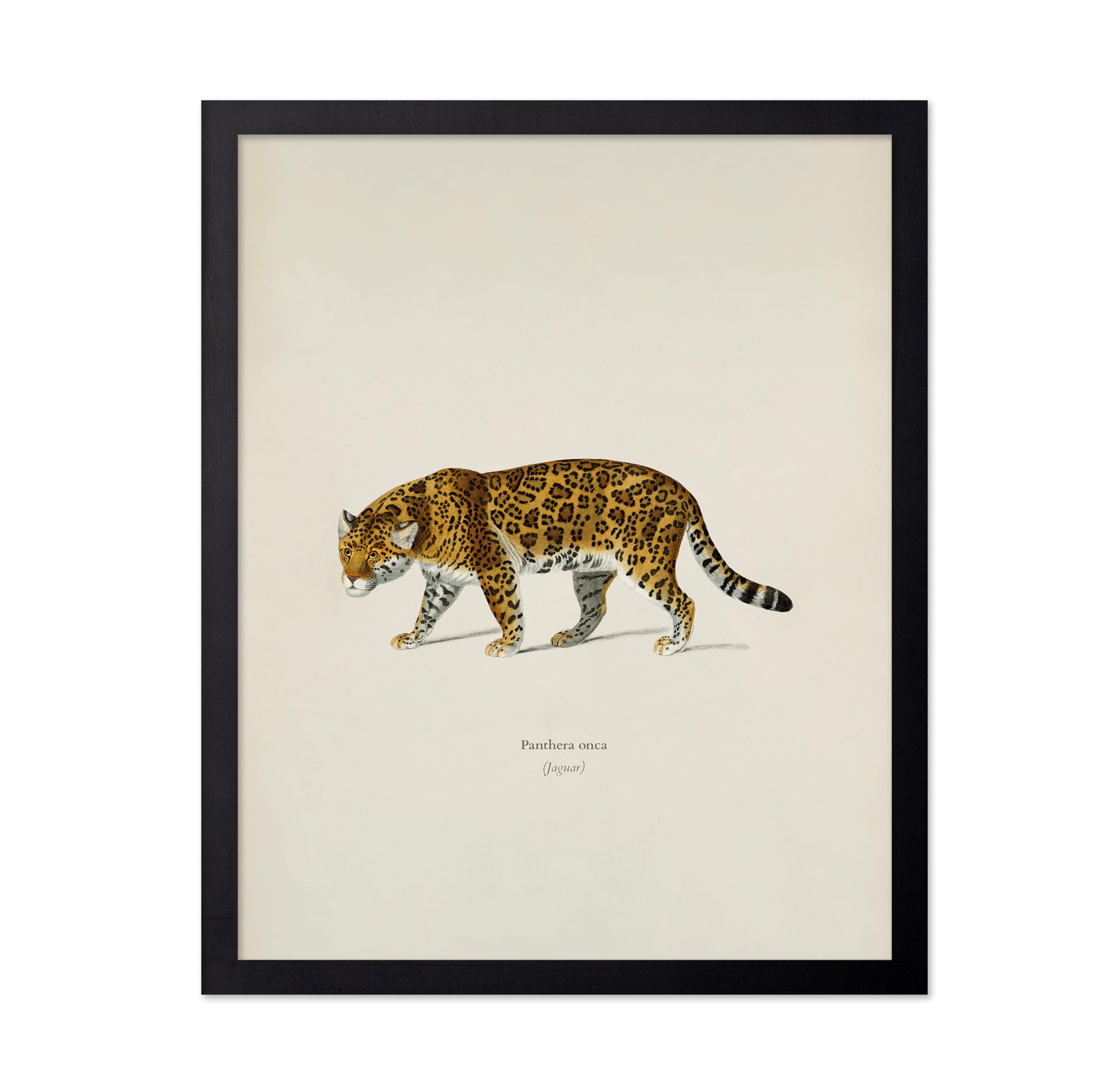 Panther Portrait
