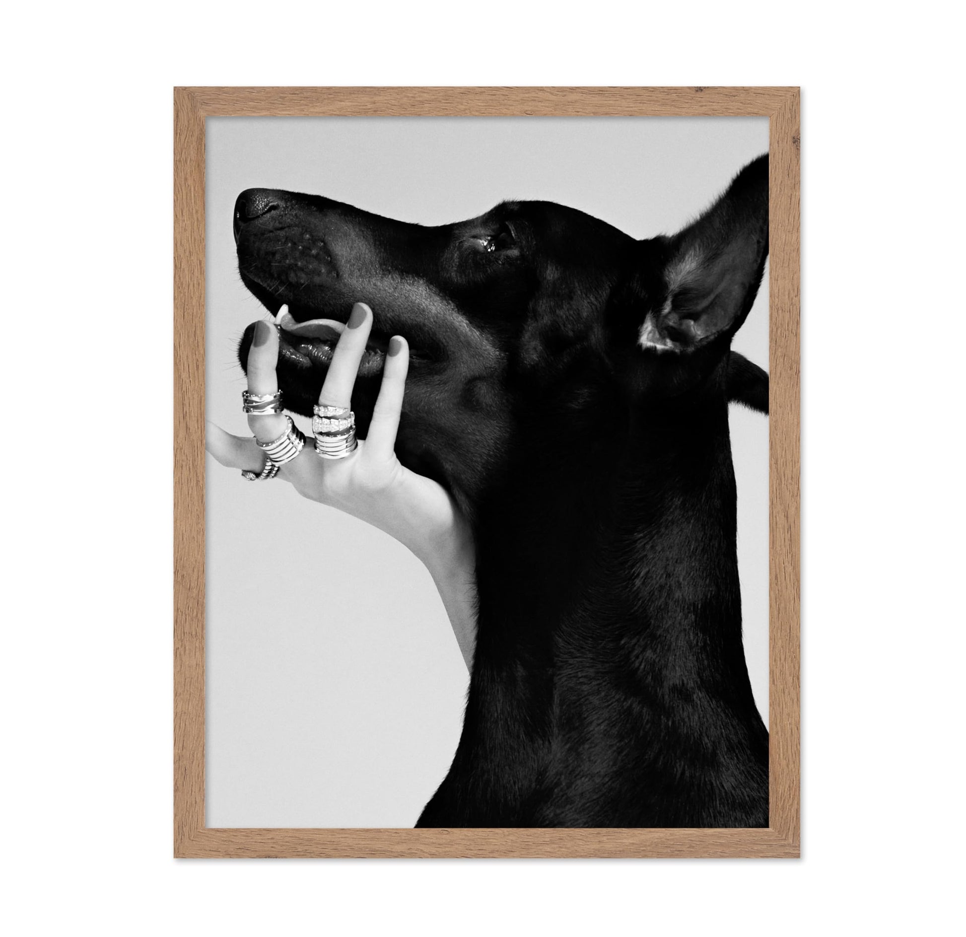Black Dobermann
