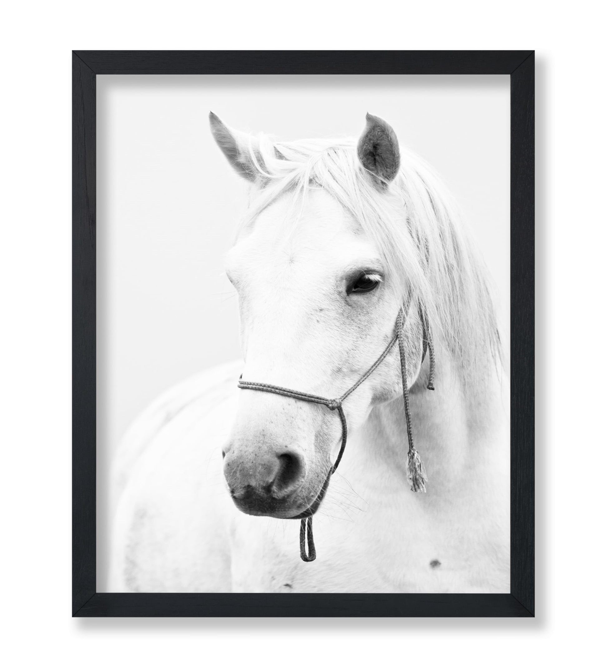 White Horse Portrait