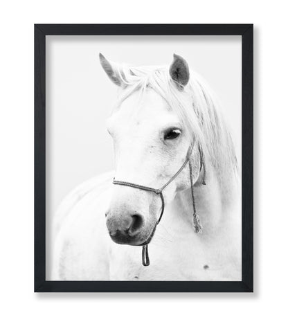 White Horse Portrait