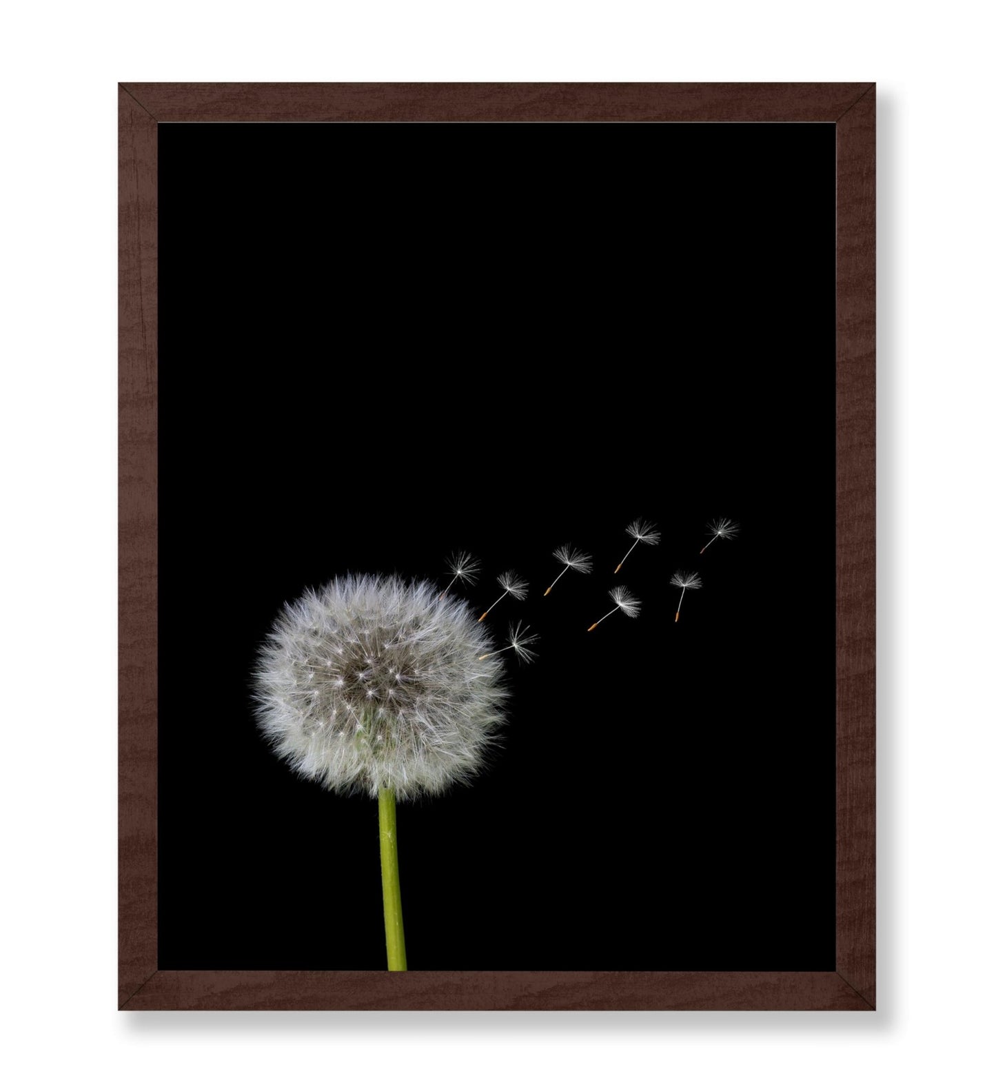 Dandelions Flower
