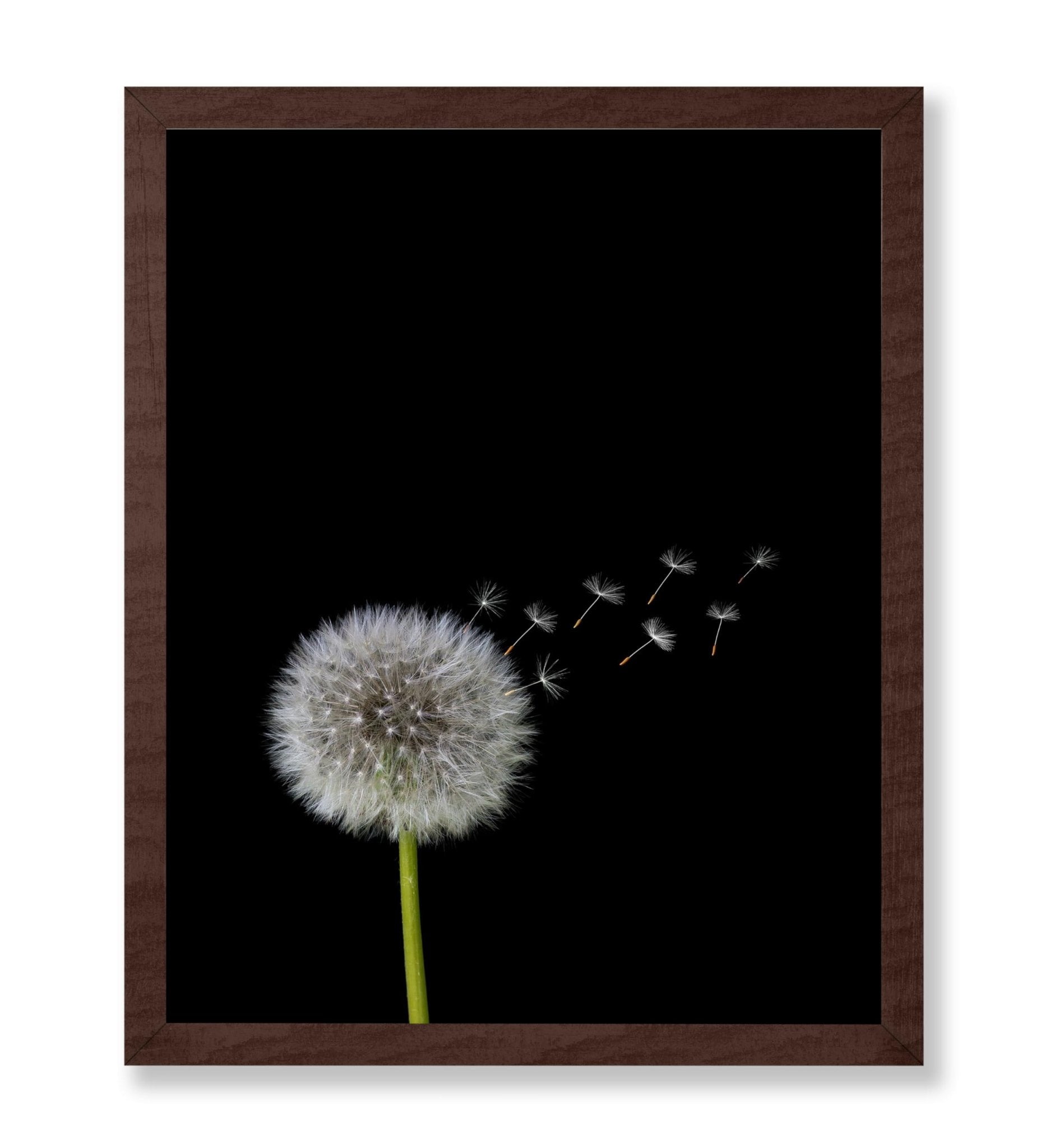 Dandelions Flower