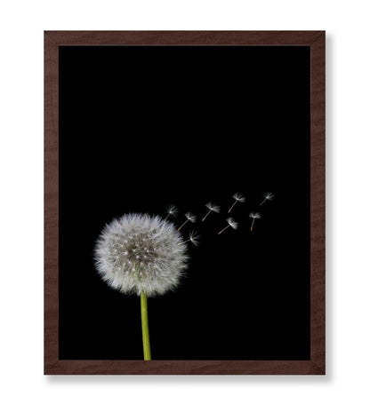 Dandelions Flower