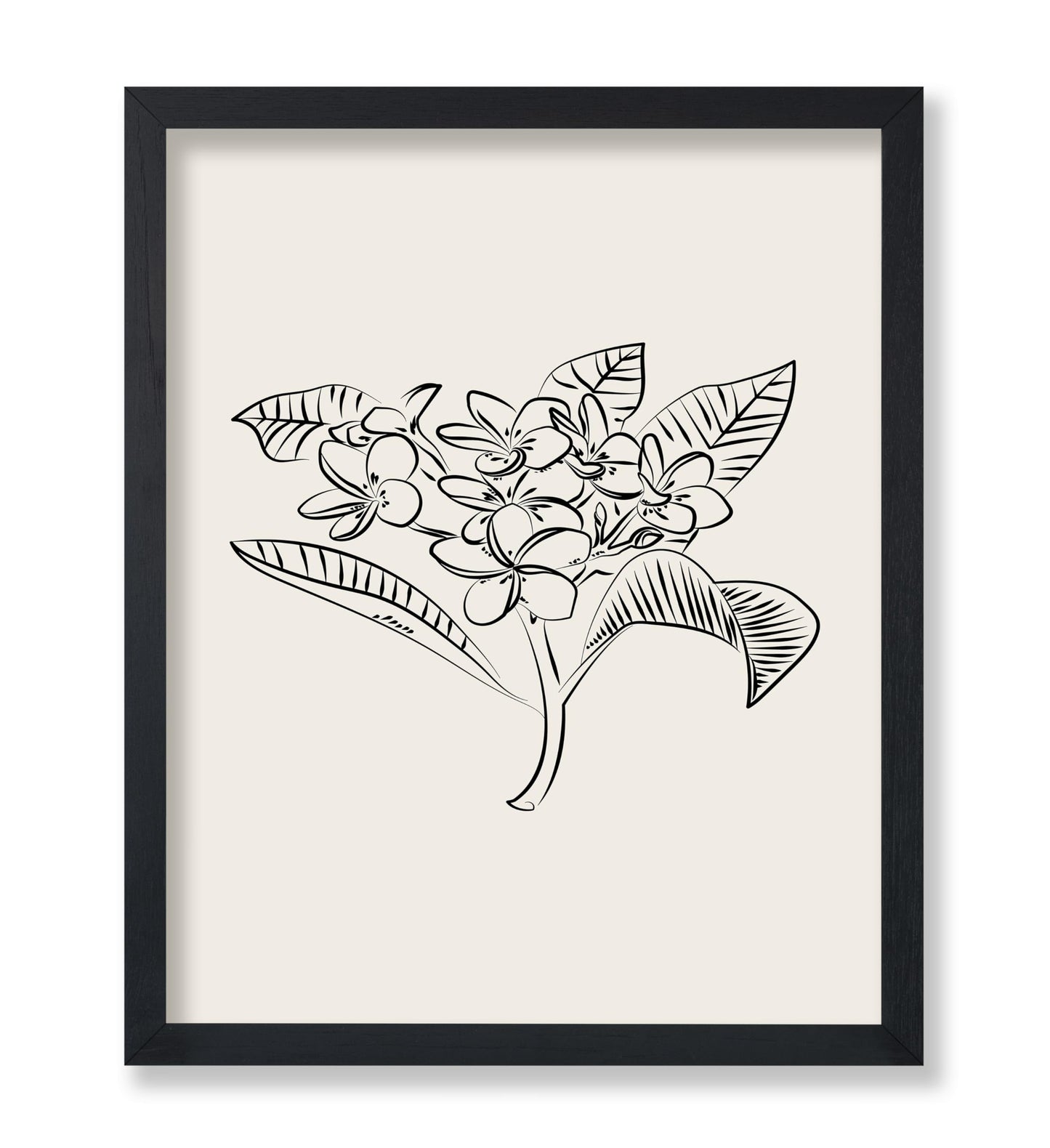 Plumeria Flower Sketch