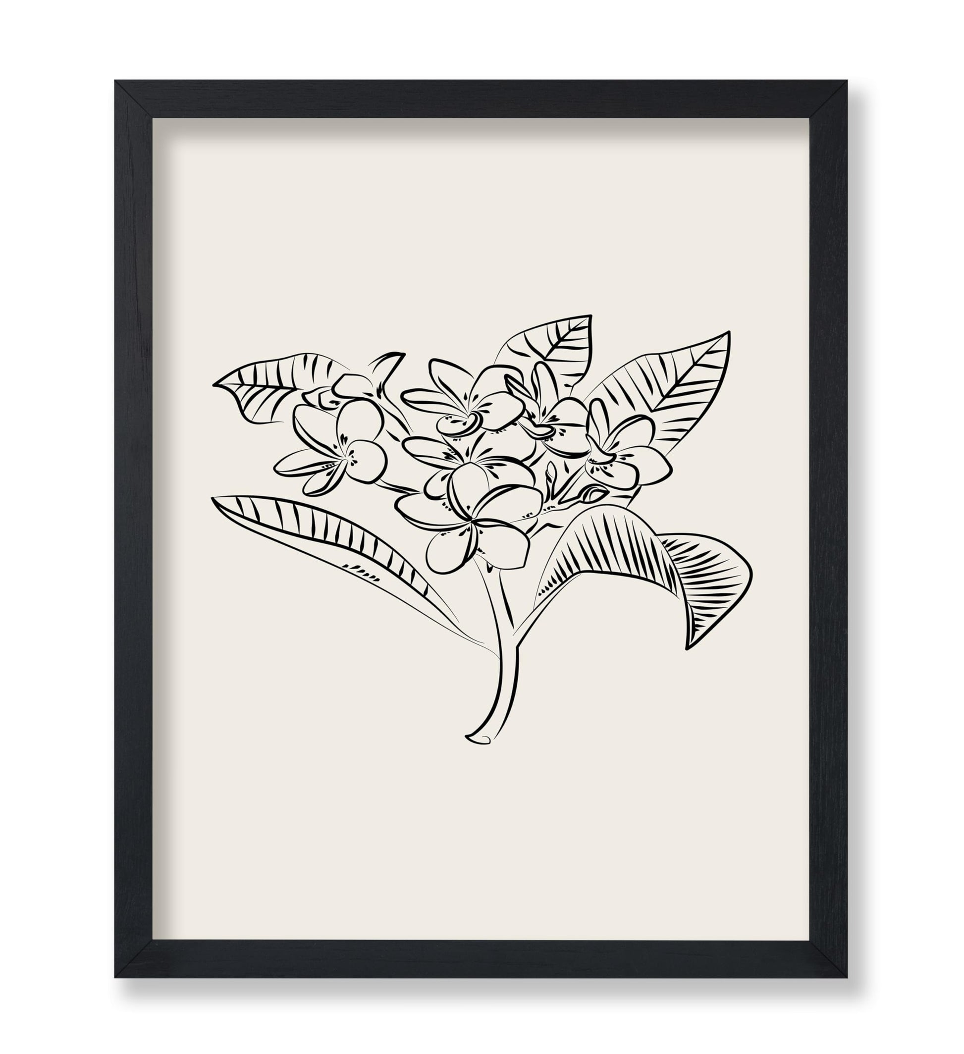 Plumeria Flower Sketch