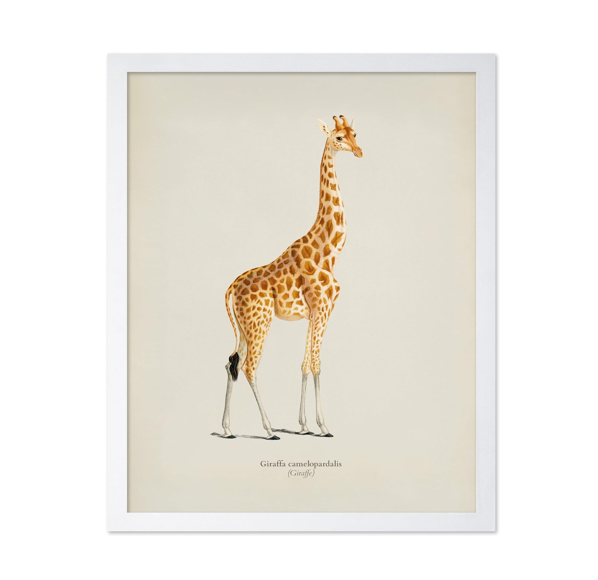 Giraffe Portrait No2