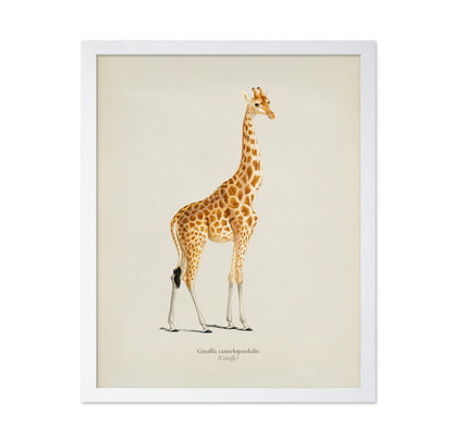 Giraffe Portrait No2