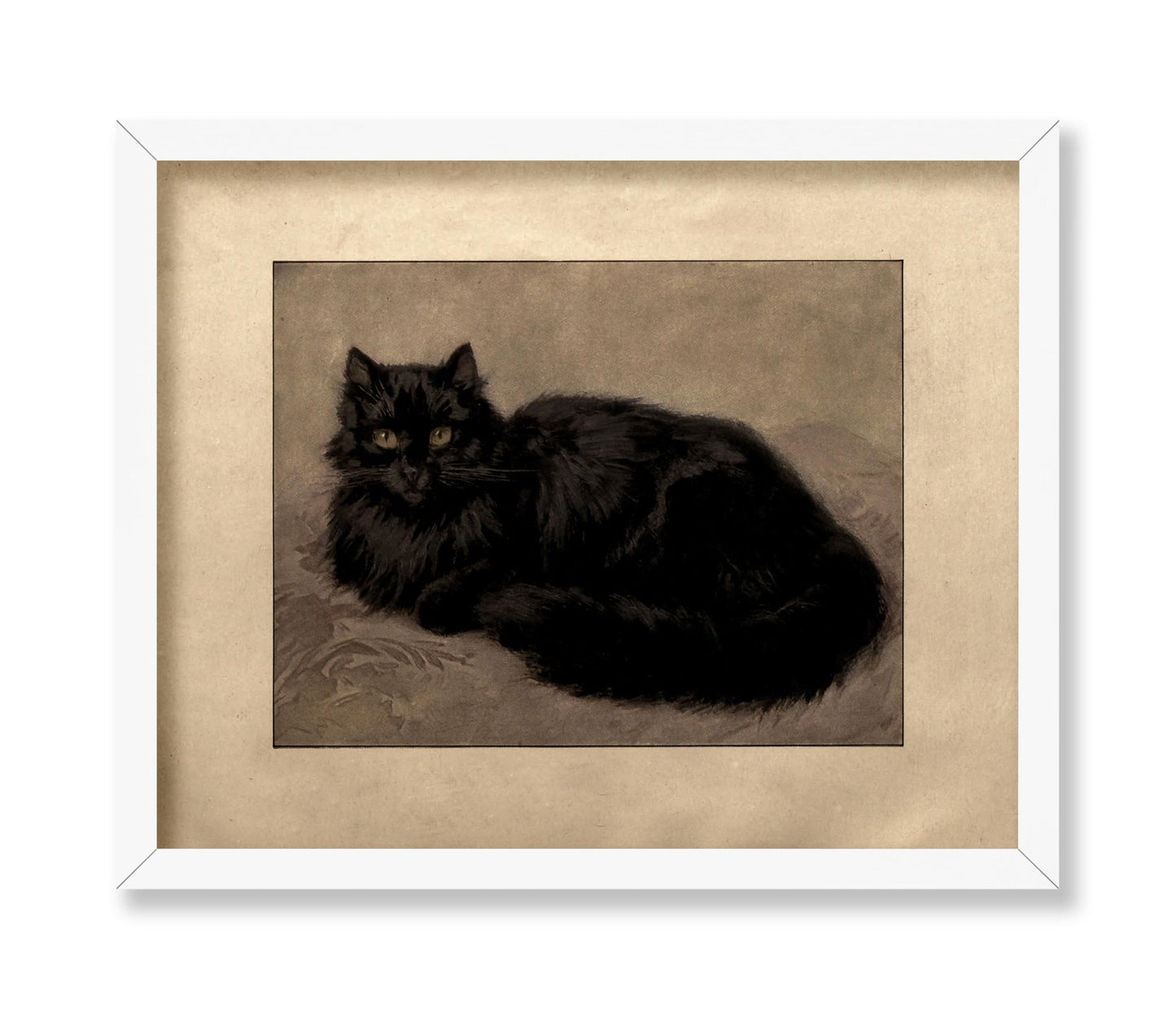 Black Persian Cat