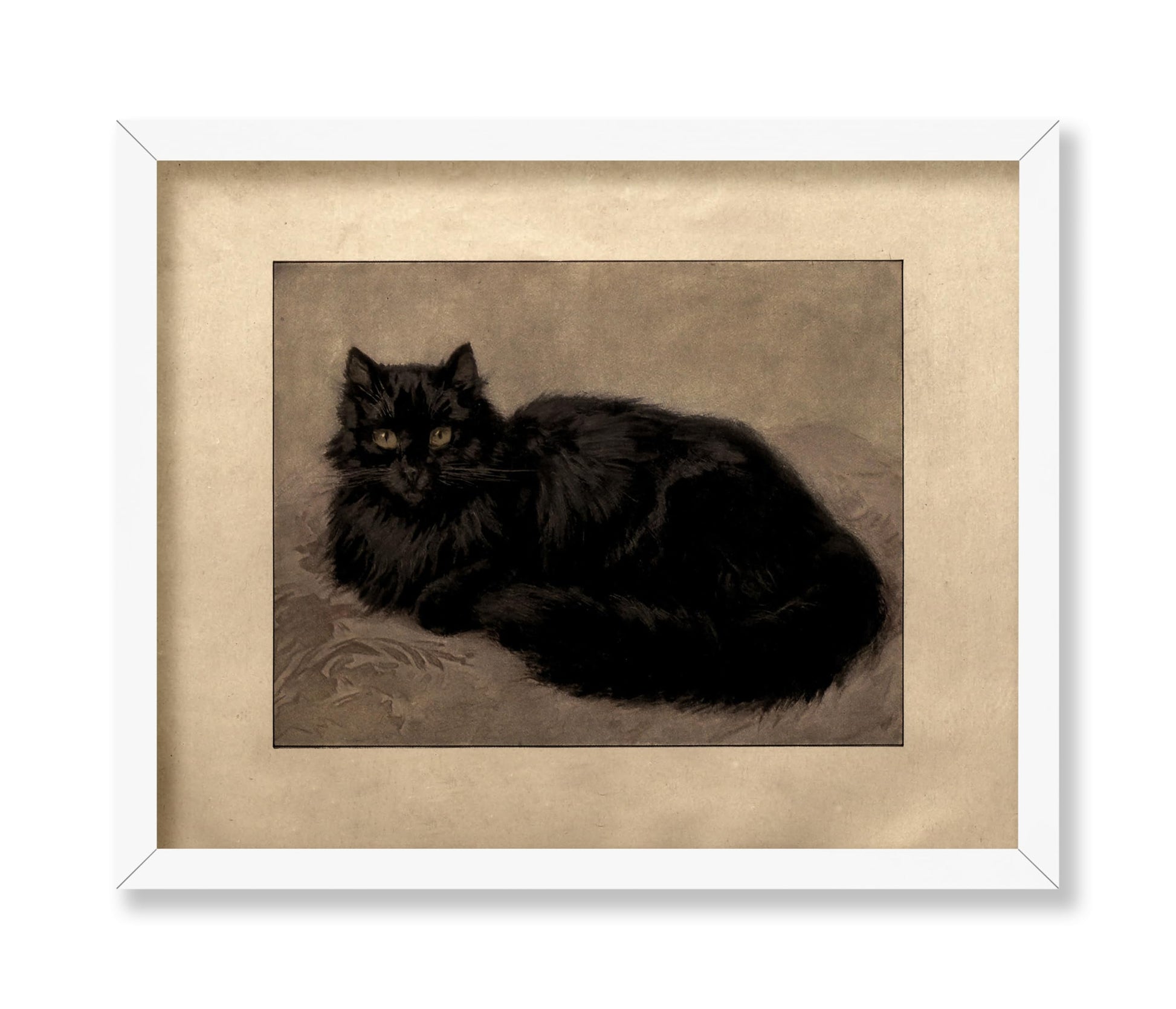Black Persian Cat