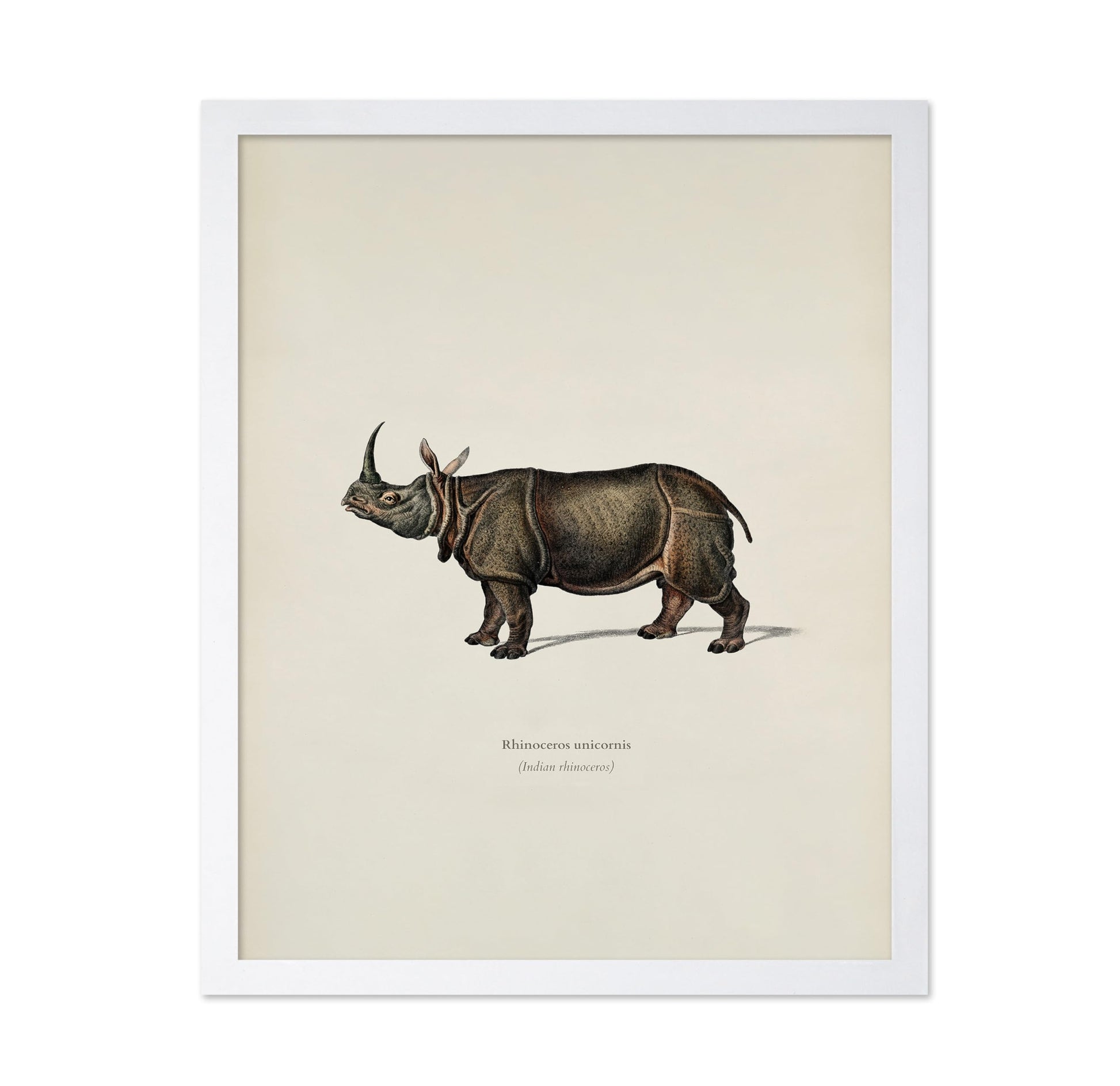 Indian Rhinoceros
