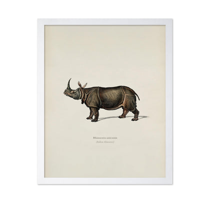 Indian Rhinoceros