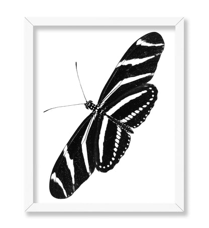 Zebra Longwing Butterfly