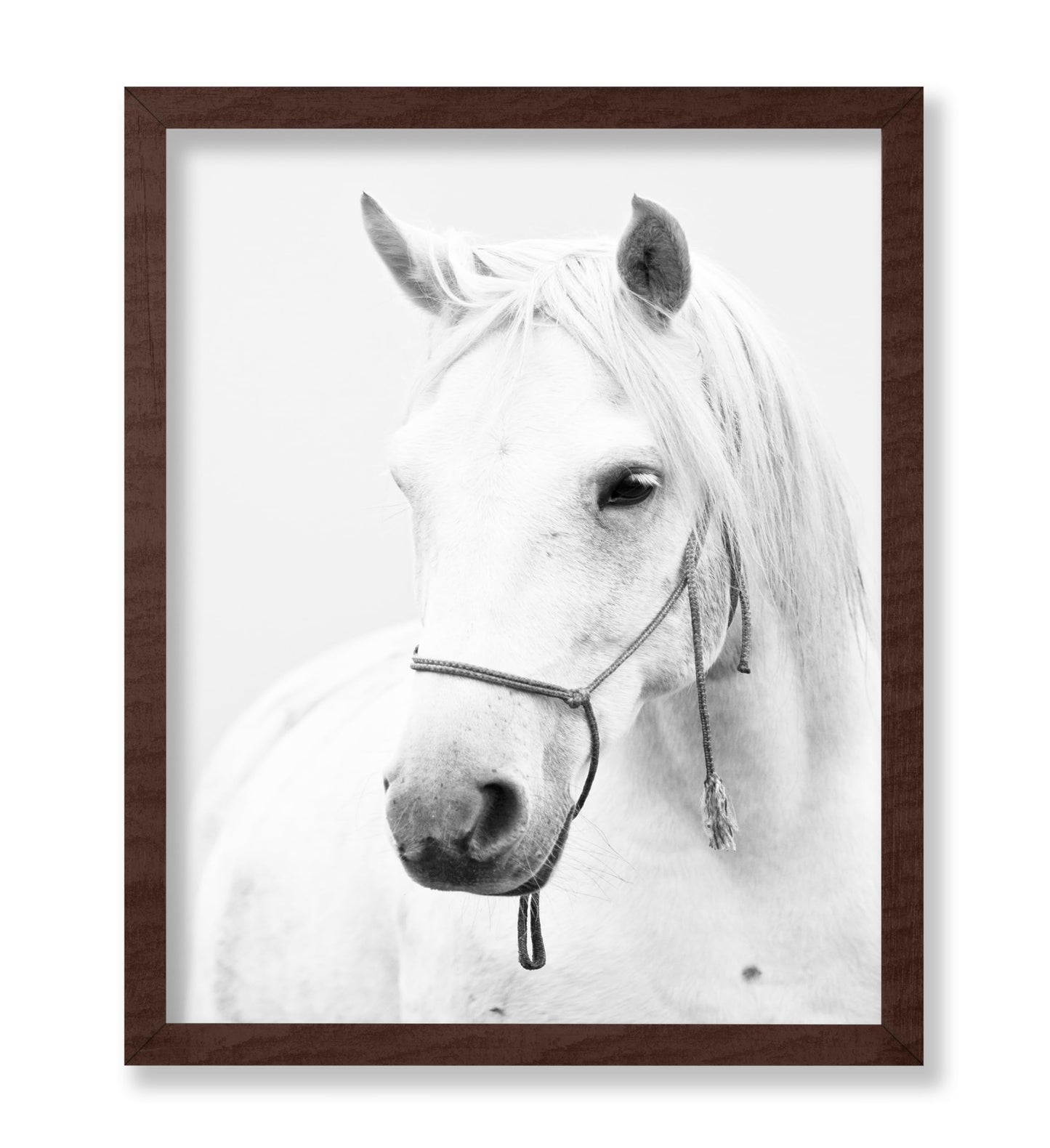 White Horse Portrait
