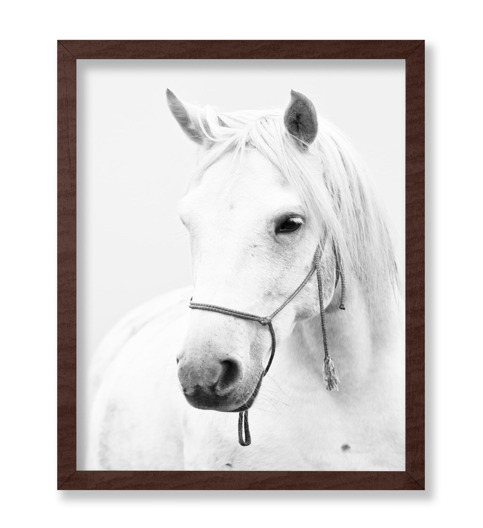 White Horse Portrait