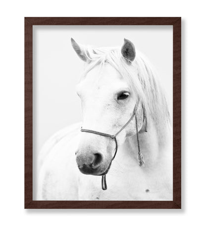 White Horse Portrait