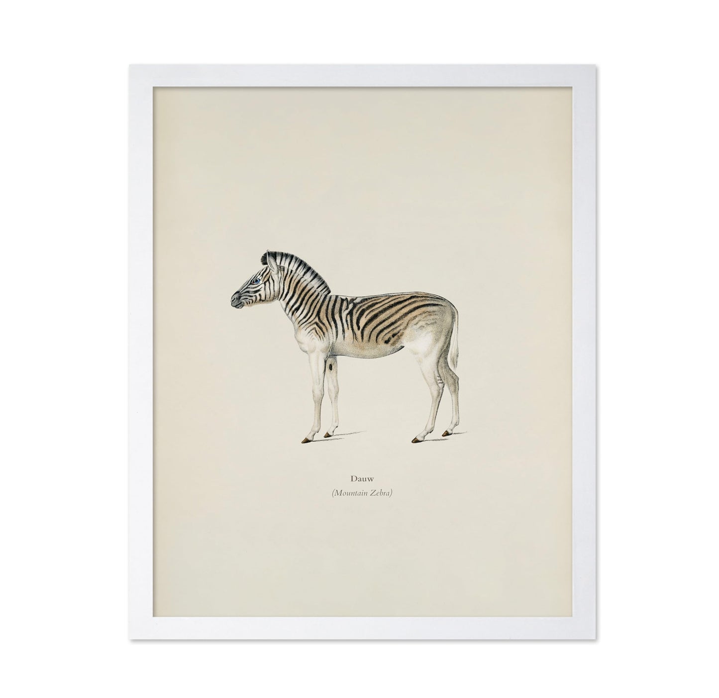 Mountain Zebra