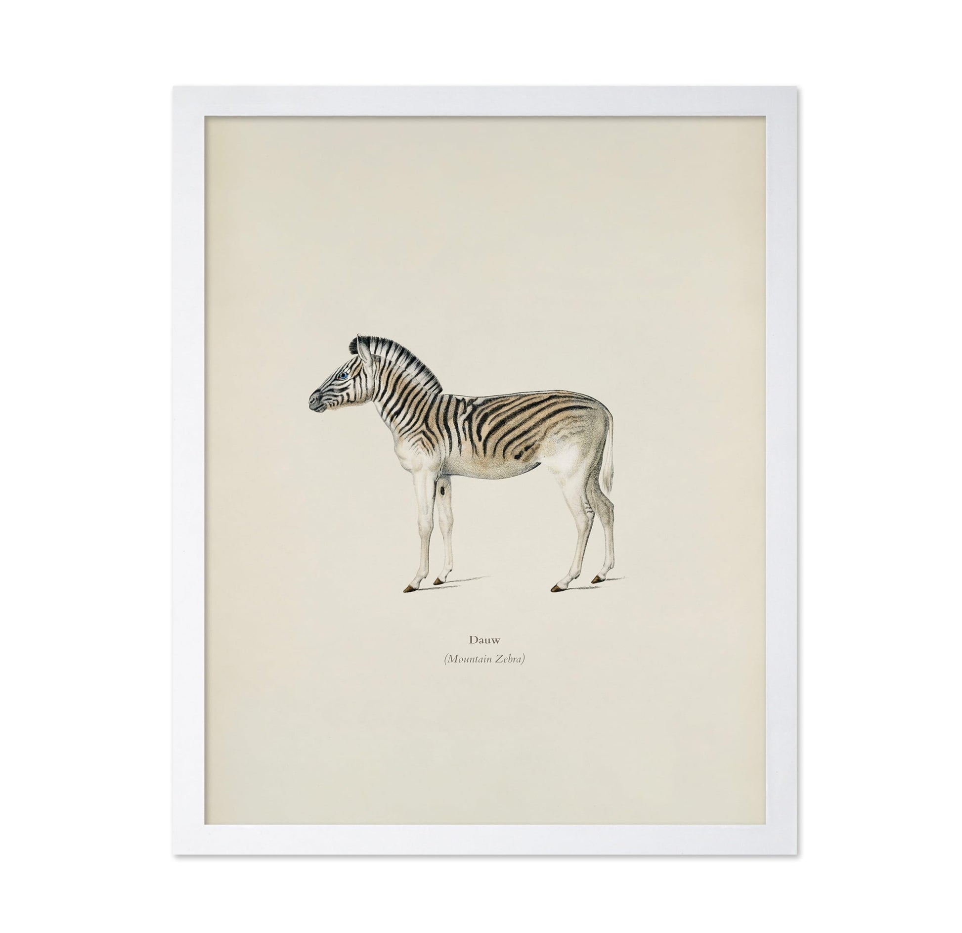 Mountain Zebra