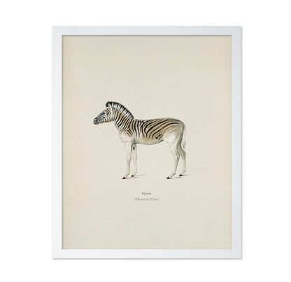 Mountain Zebra