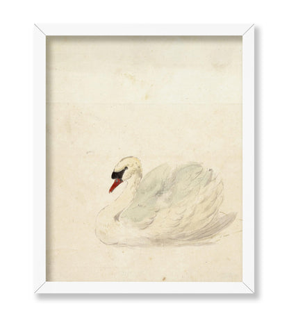 Aert Schouman - Zwaan