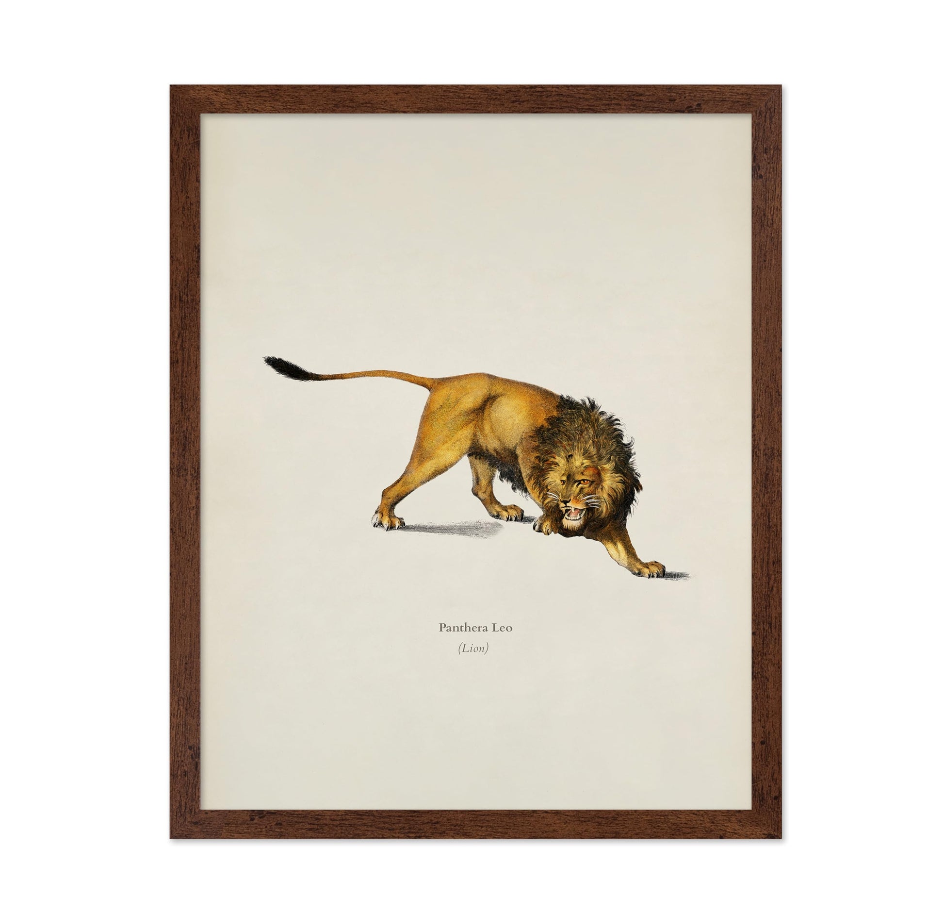 Lion Portrait