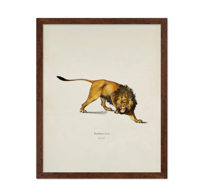 Lion Portrait