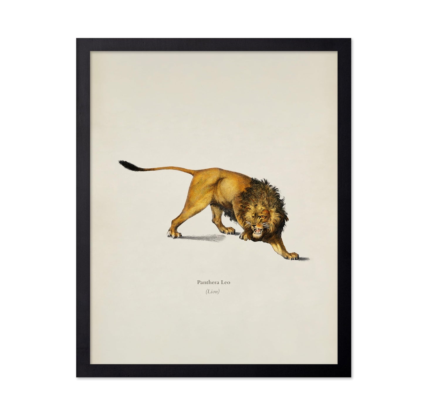 Lion Portrait