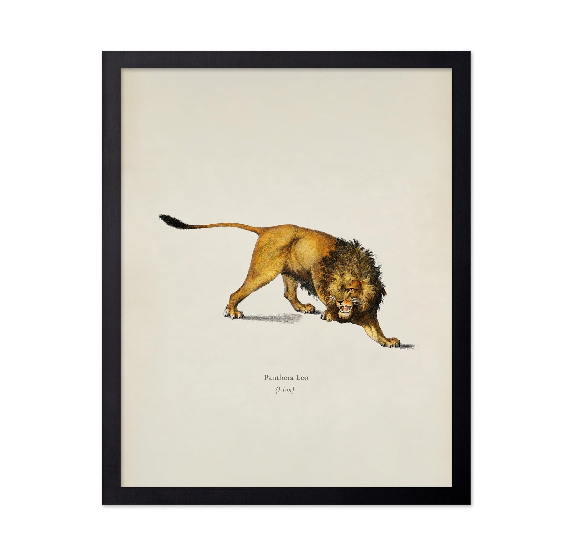 Lion Portrait