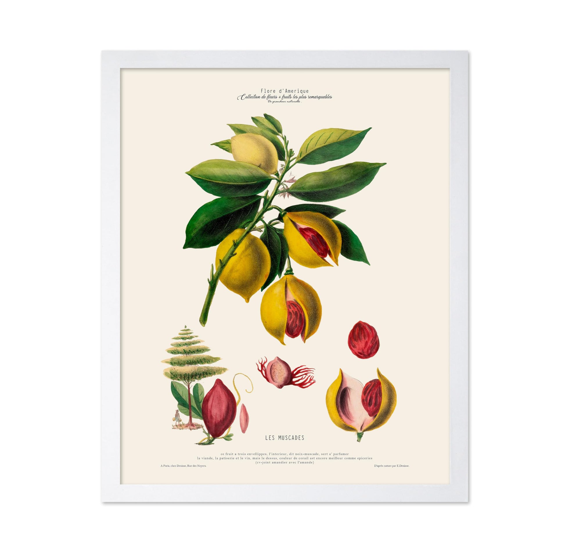 Nutmeg Plant