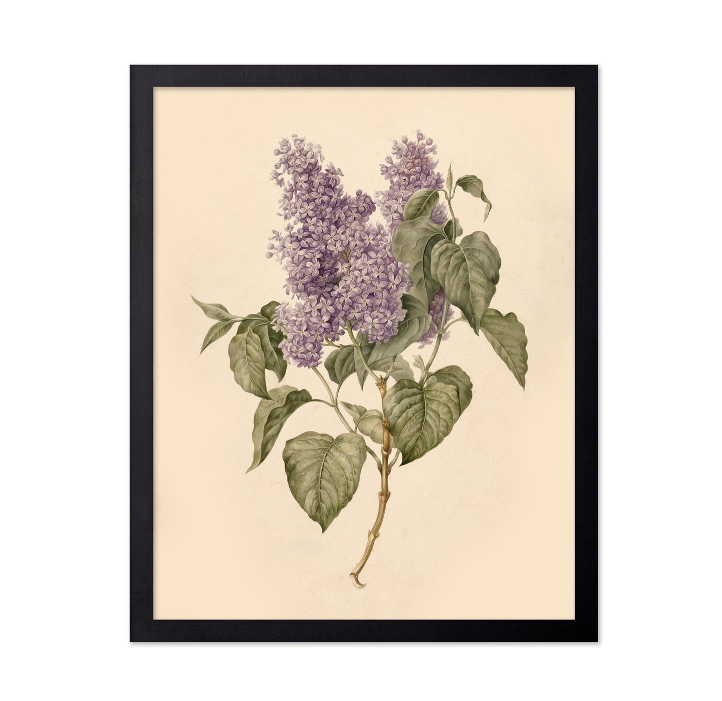Branch with Purple Lilacs