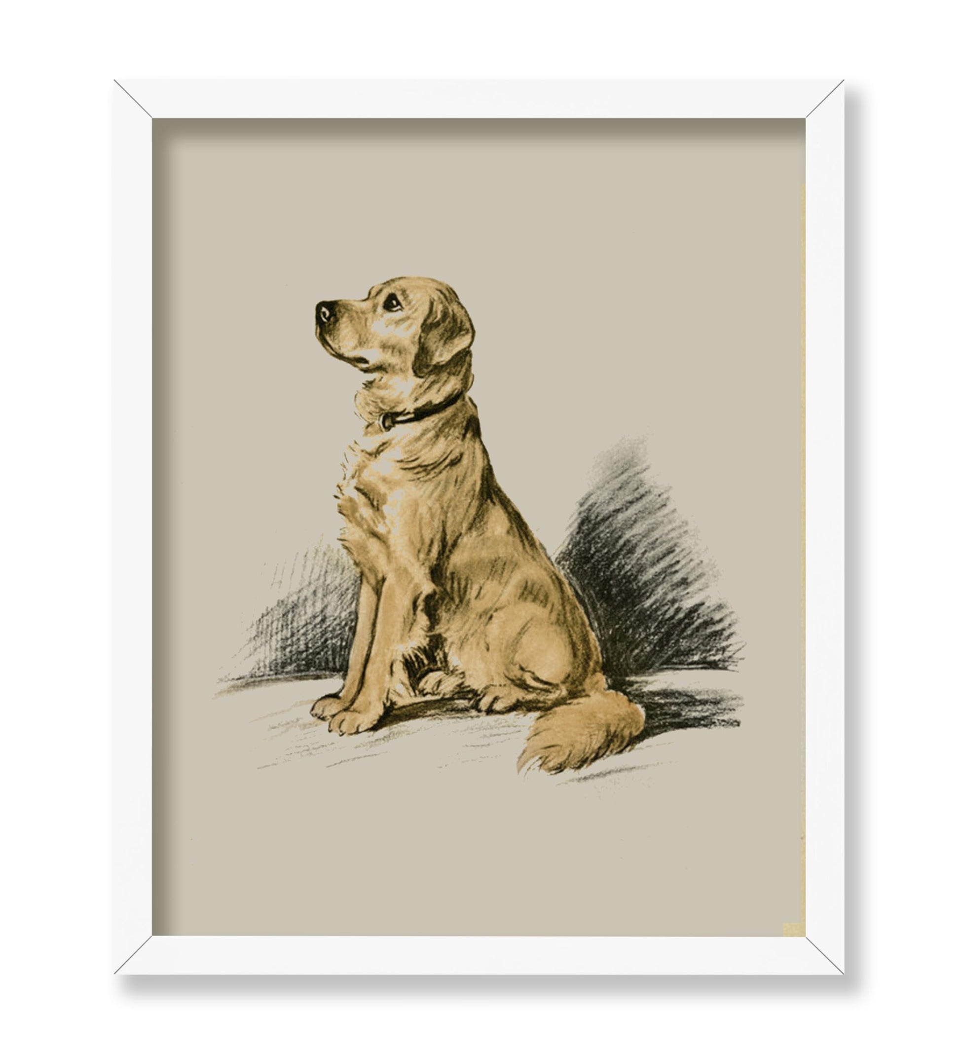Labrador Retriever No1