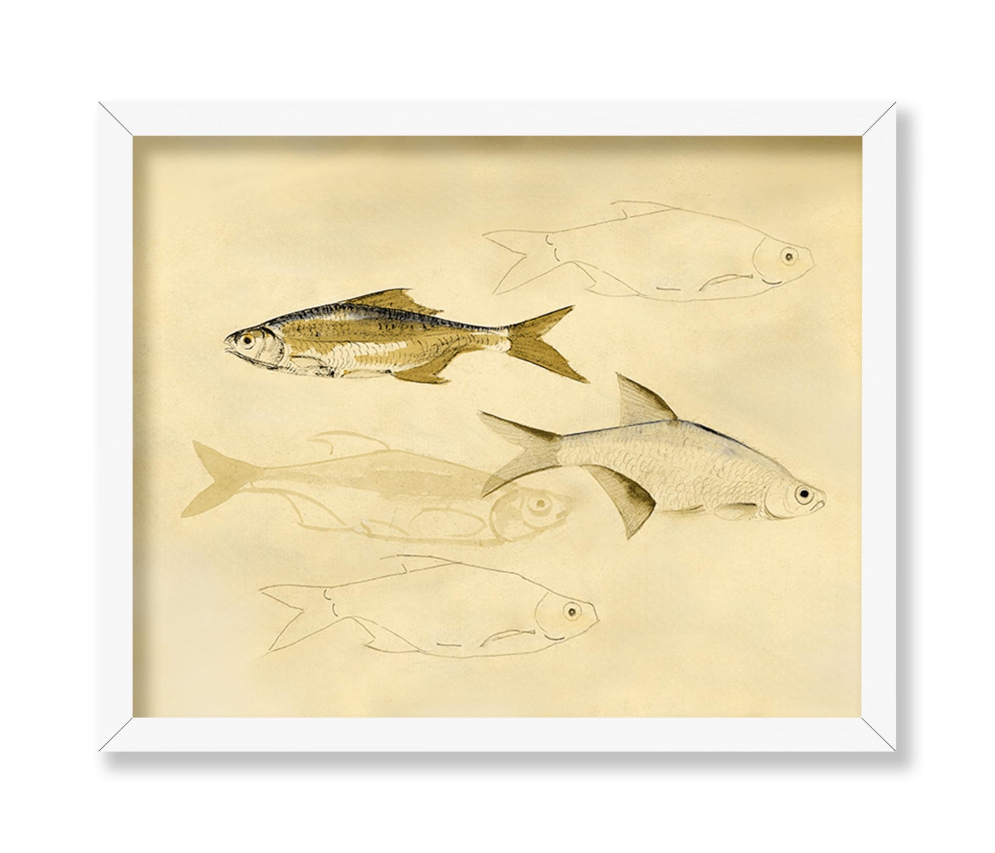Fish Sketch