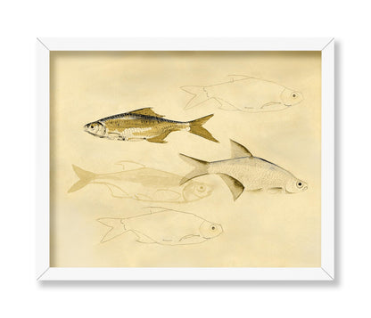 Fish Sketch
