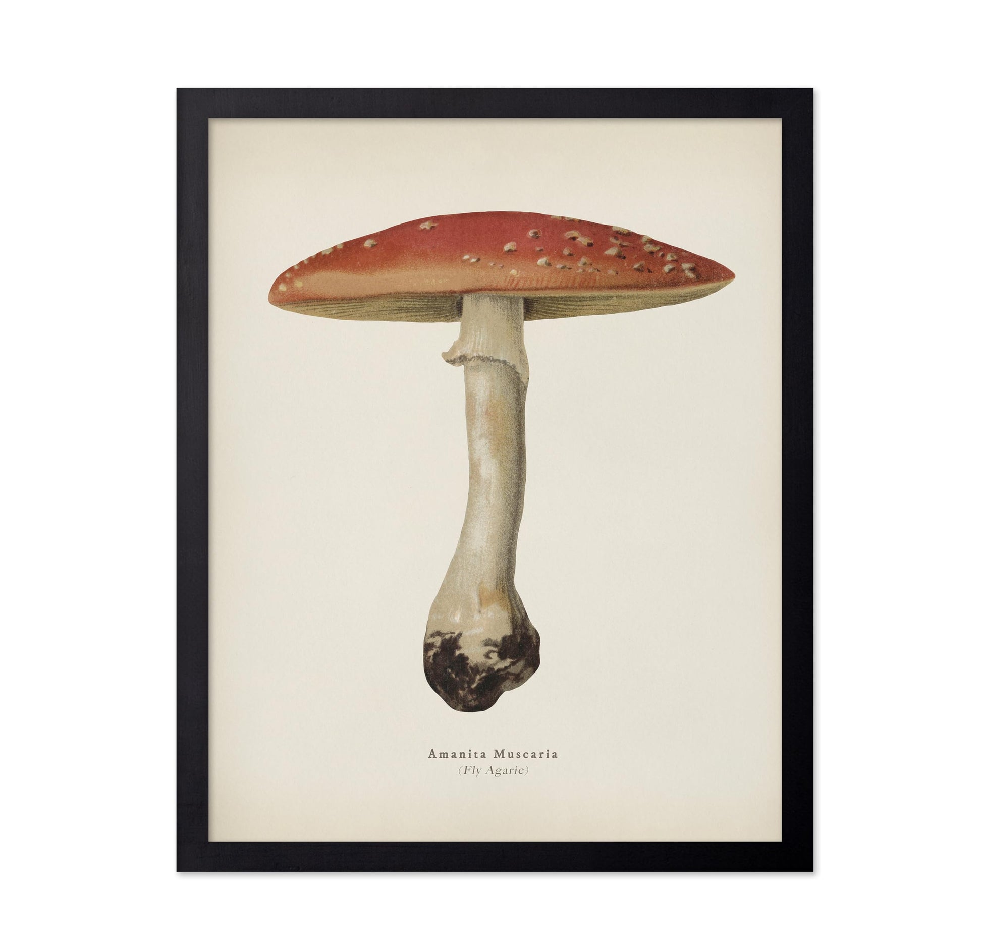 Fly Agaric