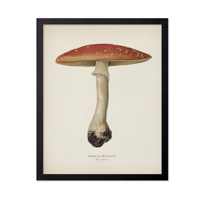 Fly Agaric